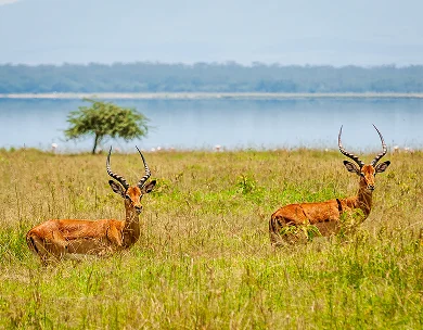 Kruger National Park (Mpumalanga)